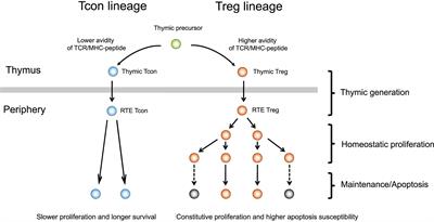 Harnessing Treg Homeostasis to Optimize Posttransplant Immunity: Current Concepts and Future Perspectives